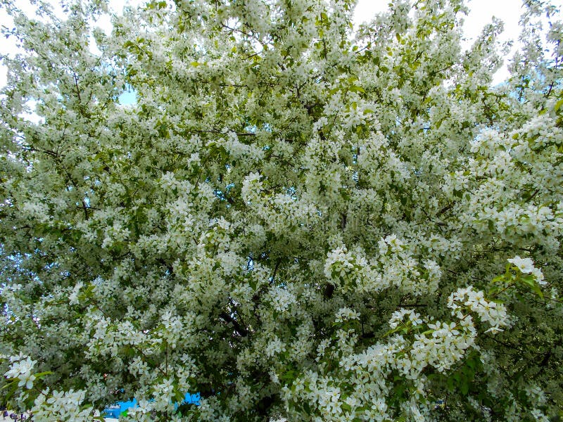 De bloesems van de appel in de lente Takken van tot bloei komende boom stock foto's De bloesems van de appel in de lente Takken van tot bloei komende boom stock foto's