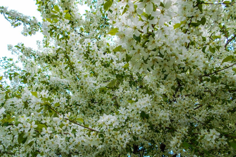 De bloesems van de appel in de lente Takken van tot bloei komende boom stock foto De bloesems van de appel in de lente Takken van tot bloei komende boom stock foto