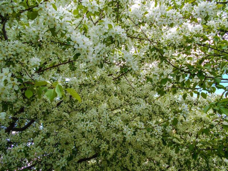 De bloesems van de appel in de lente Takken van tot bloei komende boom stock foto's De bloesems van de appel in de lente Takken van tot bloei komende boom stock foto's