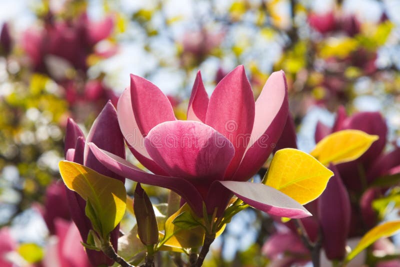 De Bloesems van de lente van een Magnolia