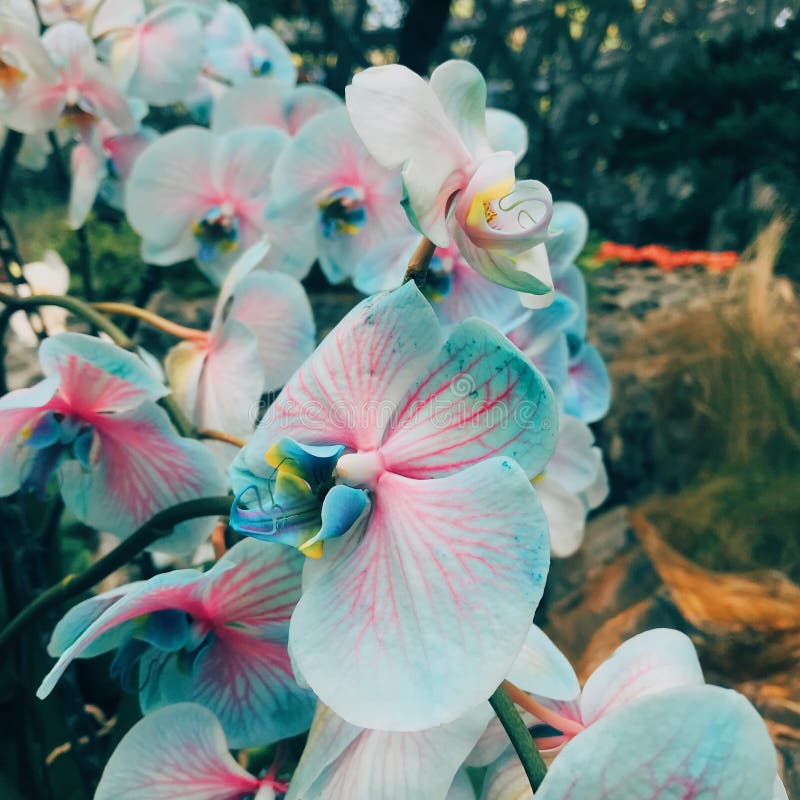 Orchid flowers are indeed beautiful. One of them is the orchid in this photo. The photographer does not know the name of this flower species. However, the beauty of the pale blue color of the flower petals with firm pink lines is indeed a contrast and beautiful. This flower also has a red center and it looks like there are 2 S-shaped rope formations. This photo depicts a blue-pink orchid seen from all sides. Enjoy. Orchid flowers are indeed beautiful. One of them is the orchid in this photo. The photographer does not know the name of this flower species. However, the beauty of the pale blue color of the flower petals with firm pink lines is indeed a contrast and beautiful. This flower also has a red center and it looks like there are 2 S-shaped rope formations. This photo depicts a blue-pink orchid seen from all sides. Enjoy.