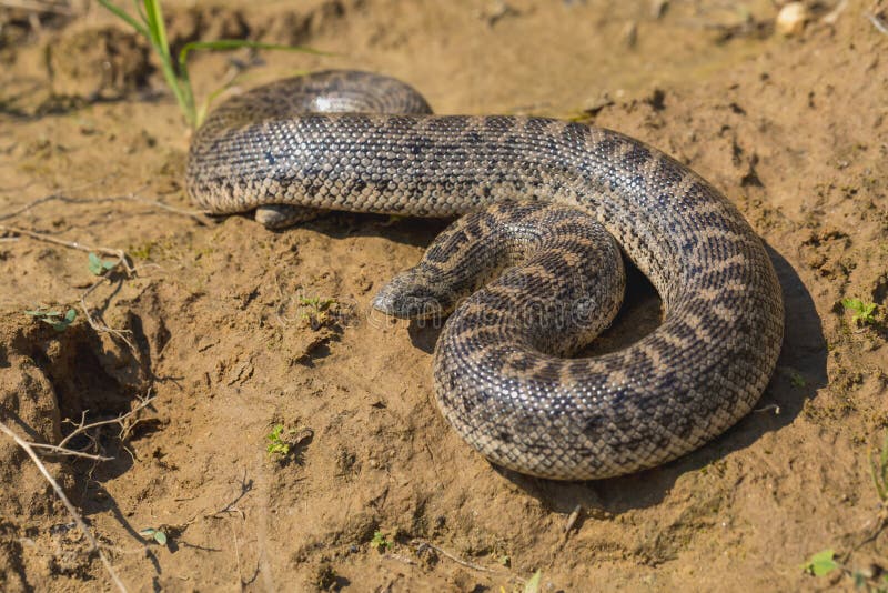 De boa van het speerzand - Eryx-jaculusturcicus royalty-vrije stock fotografie De boa van het speerzand - Eryx-jaculusturcicus royalty-vrije stock fotografie