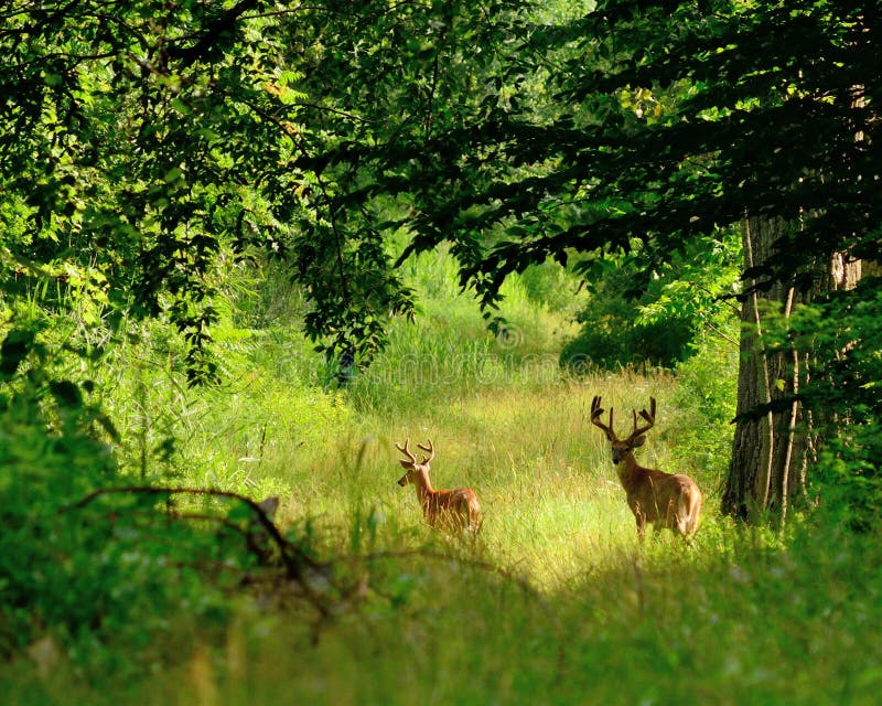 De Bokken van Whitetailherten royalty-vrije stock foto's De Bokken van Whitetailherten royalty-vrije stock foto's
