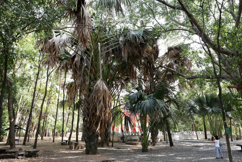 De bomen van coryphalecomtei bij de tempel van Manee Kwan Chai in Saraburi, Thailand stock fotografie De bomen van coryphalecomtei bij de tempel van Manee Kwan Chai in Saraburi, Thailand stock fotografie