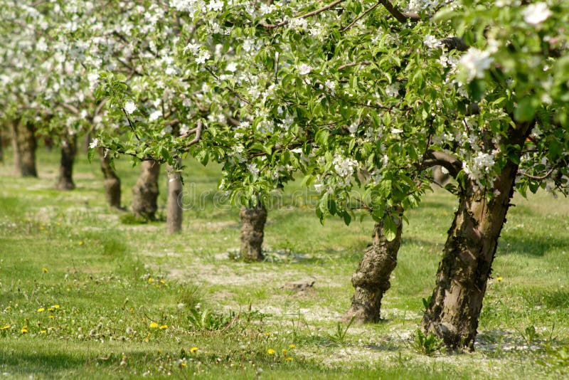 De bomen van de appel in bloesem stock afbeelding De bomen van de appel in bloesem stock afbeelding