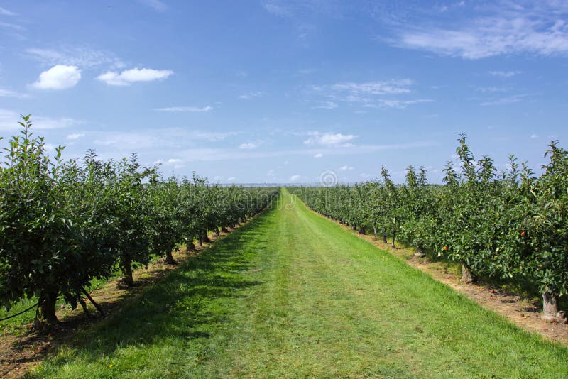Apple trees loaded with apples in an orchard in summer. Apple trees loaded with apples in an orchard in summer