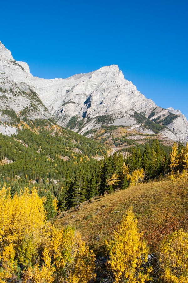 De bomen van de de herfstkleur in Rocky Mountains stock afbeelding De bomen van de de herfstkleur in Rocky Mountains stock afbeelding