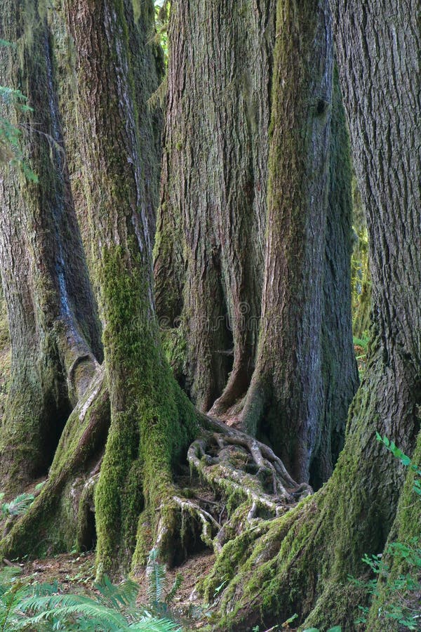 Old trees growing in line on former nursing log, Hoh Rainforest, Olympic National Park, Washington. Old trees growing in line on former nursing log, Hoh Rainforest, Olympic National Park, Washington