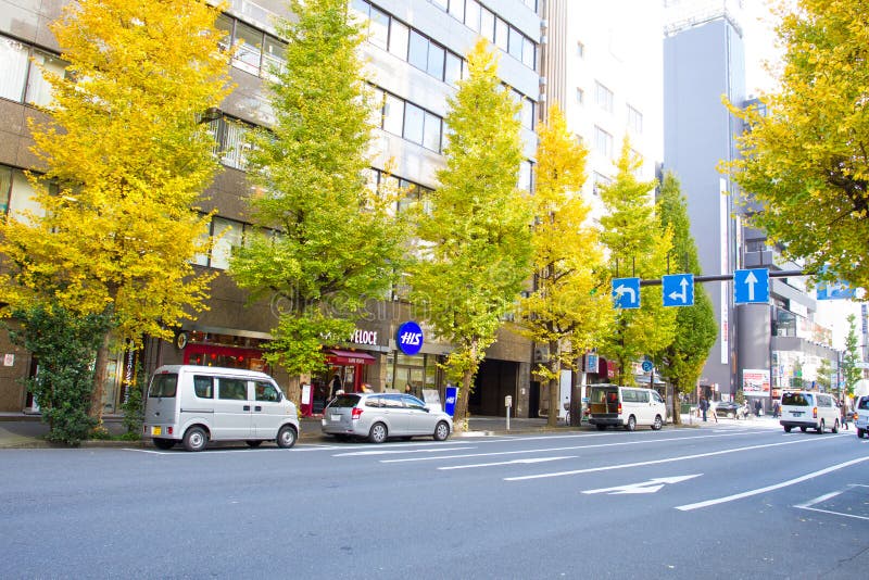 De bomen van kant van de wegginkgo in Tokyo, Japan royalty-vrije stock foto De bomen van kant van de wegginkgo in Tokyo, Japan royalty-vrije stock foto