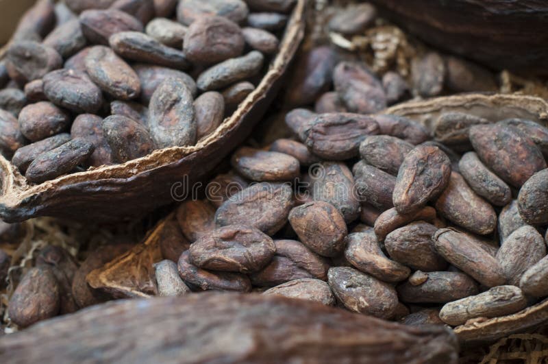 De Bonen van de cacao stock afbeelding De Bonen van de cacao stock afbeelding