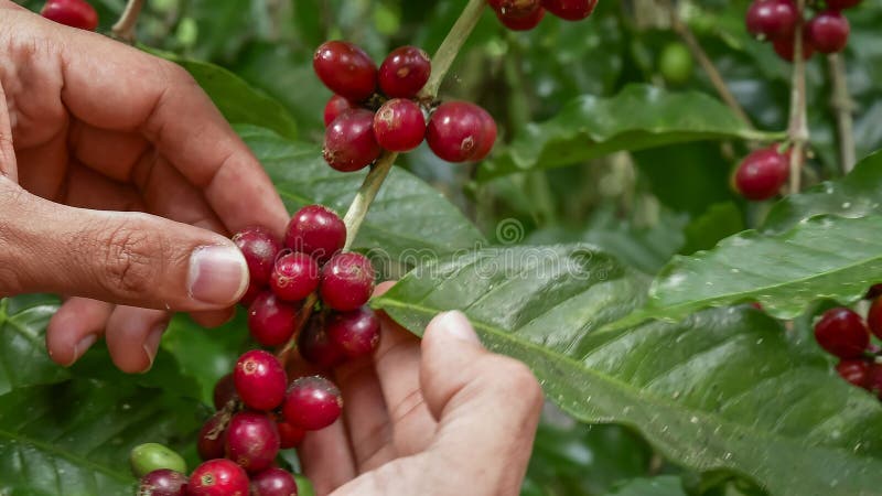 De bonen van de koffie op boom stock foto De bonen van de koffie op boom stock foto