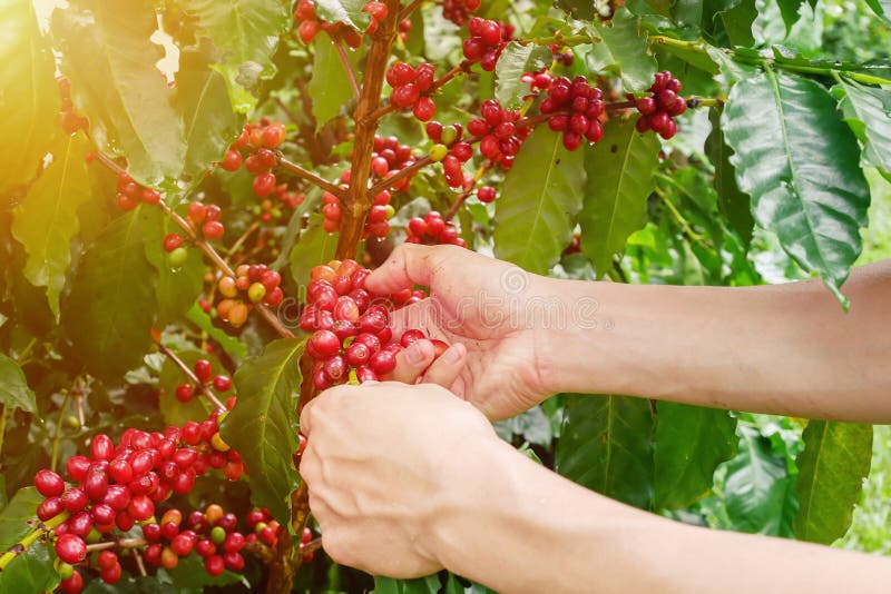 De bonenhanden die van de kersenkoffie, arabica koffiebessen oogsten stock foto's De bonenhanden die van de kersenkoffie, arabica koffiebessen oogsten stock foto's