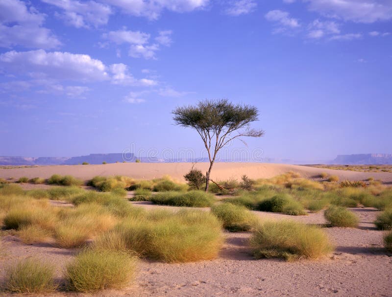 Suradam Identiteit Baron Boom Bij Een Oase Bij De Arabische Woestijn Stock Foto - Image of blauw,  oasen: 30304718