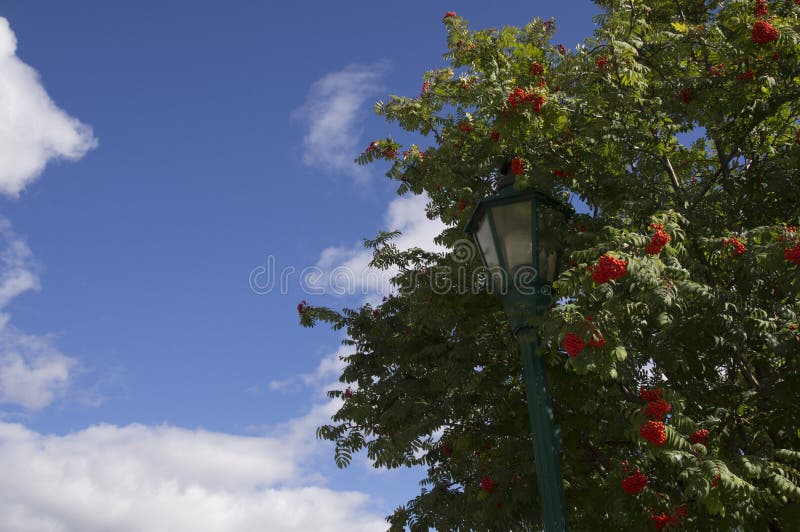De Boom Blauwe Bewolkte Hemel van de lamp Postdaling stock foto's De Boom Blauwe Bewolkte Hemel van de lamp Postdaling stock foto's