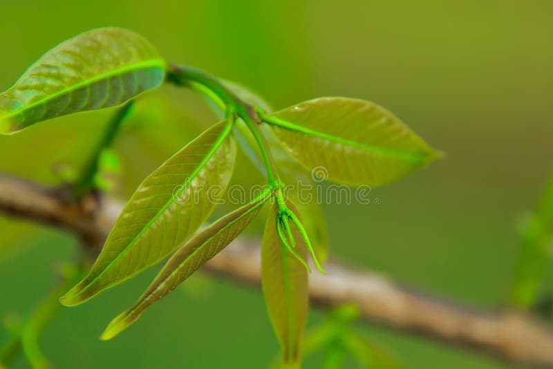 De boom geeft nieuwe bladeren uit die zeer klein zijn stock foto De boom geeft nieuwe bladeren uit die zeer klein zijn stock foto