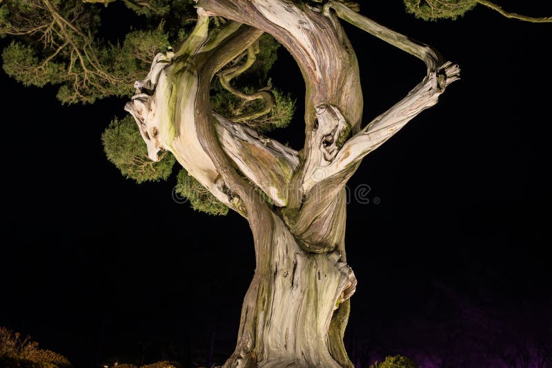 De boom met hoge verdraaid en geknoopte contrasttextuur (verwering) kijkt als gezichten royalty-vrije stock fotografie De boom met hoge verdraaid en geknoopte contrasttextuur (verwering) kijkt als gezichten royalty-vrije stock fotografie