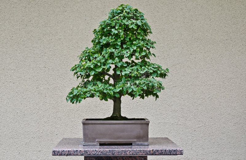 De boom van Bonzai in een Japanse tuin
