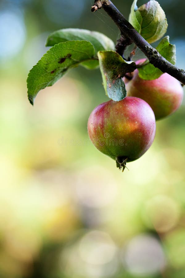 Appelboom royalty-vrije stock afbeeldingen