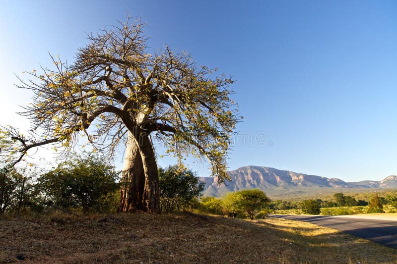 De boom van de baobab royalty-vrije stock afbeeldingen De boom van de baobab royalty-vrije stock afbeeldingen