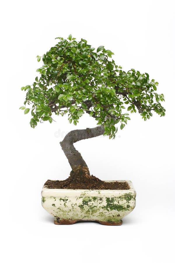 De boom van de bonsai stock afbeelding. Image of aziatisch 4189235