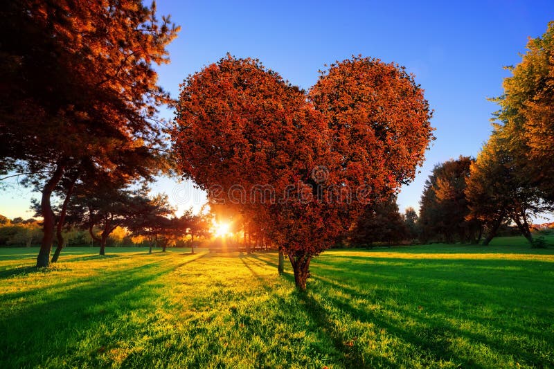 De boom van de hartvorm met rode bladeren in park Het symbool van de liefde