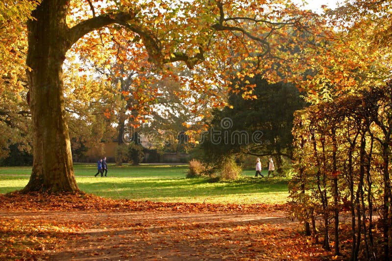 De boom van de herfst stock foto De boom van de herfst stock foto