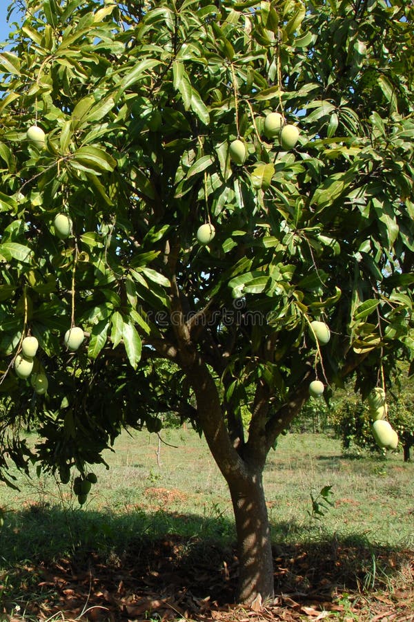 De boom van de mango