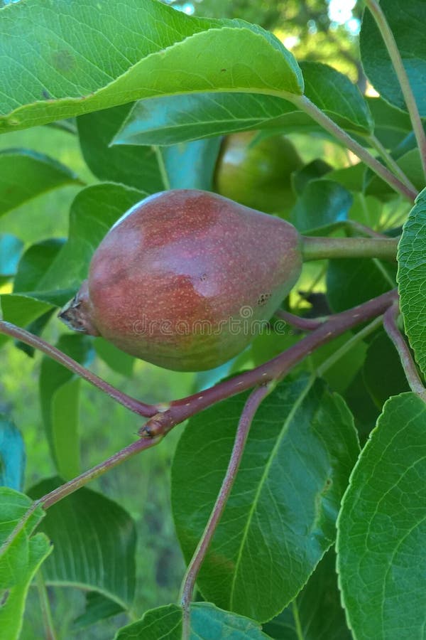 De boom van de peer stock afbeeldingen De boom van de peer stock afbeeldingen
