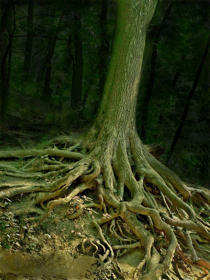 De boom van de tovenaar met wortels stock foto De boom van de tovenaar met wortels stock foto