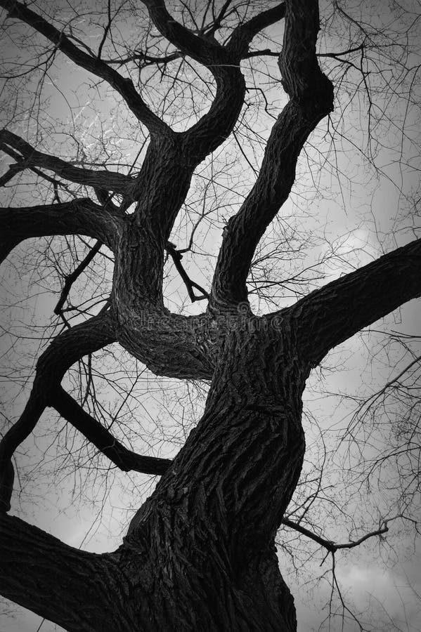 A gnarly tree against a gray sky. Black and white photograph. A gnarly tree against a gray sky. Black and white photograph.
