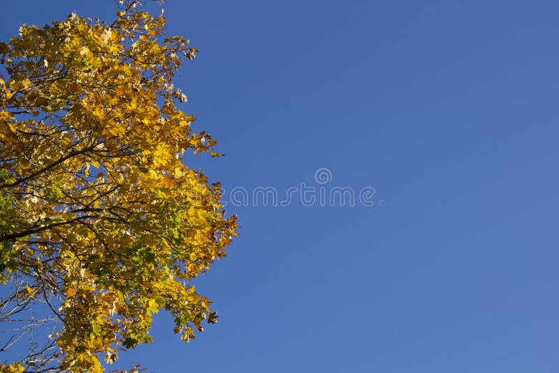 De boom van de herfstbladeren met de blauwe hemelachtergrond royalty-vrije stock fotografie De boom van de herfstbladeren met de blauwe hemelachtergrond royalty-vrije stock fotografie