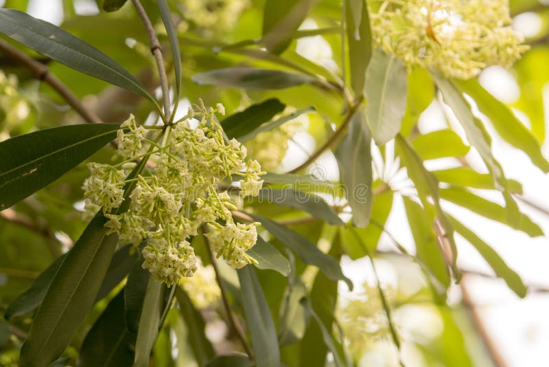 De boom van het close-upbord of van de Duivelsboom scholarisbloemen van Alstonia met geel zonlicht royalty-vrije stock foto's De boom van het close-upbord of van de Duivelsboom scholarisbloemen van Alstonia met geel zonlicht royalty-vrije stock foto's