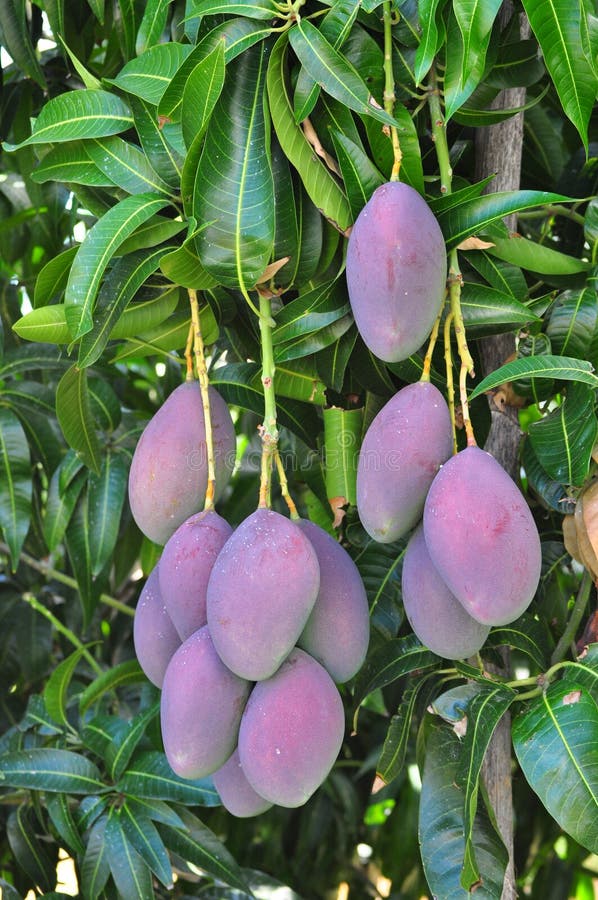 De Boom van het mangofruit stock foto De Boom van het mangofruit stock foto