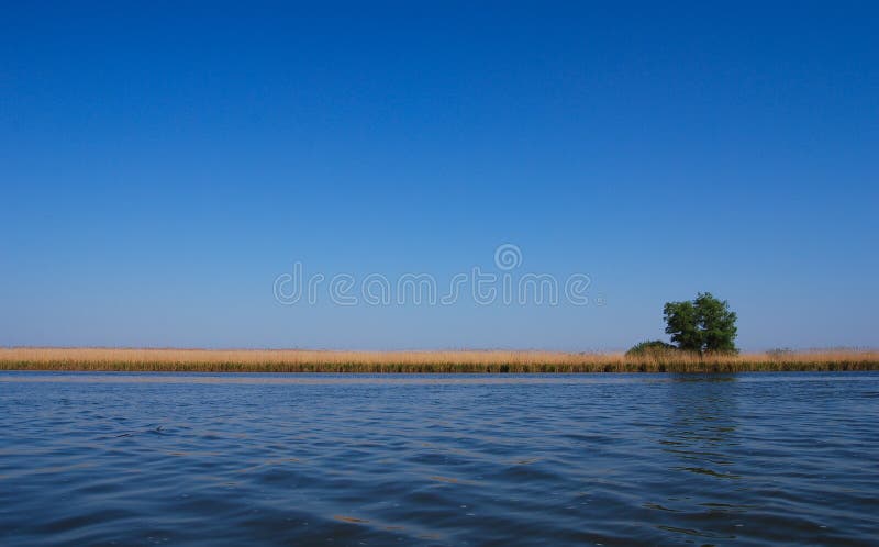 De boom van het patience dichtbij het meer stock foto De boom van het patience dichtbij het meer stock foto