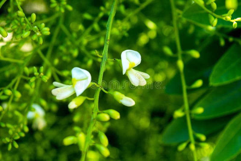 De boom van Sophorajaponica De bladeren van de boom acacia De bloemen van Sophorajaponica Vage achtergrond stock foto De boom van Sophorajaponica De bladeren van de boom acacia De bloemen van Sophorajaponica Vage achtergrond stock foto