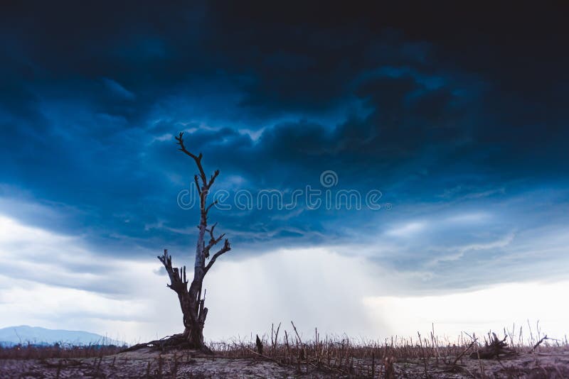 De boom zonder blad die zich volkomen op droge grond met stormachtige wolkenachtergrond bevinden Globale het verwarmen crisis