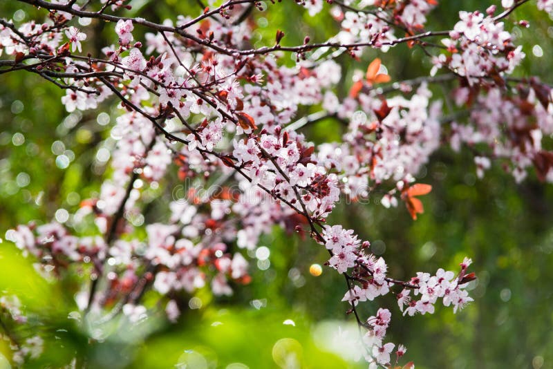 De boombloei van de kersenpruim Tak van een purpere cerasifera van de boomprunus van de bladpruim royalty-vrije stock fotografie De boombloei van de kersenpruim Tak van een purpere cerasifera van de boomprunus van de bladpruim royalty-vrije stock fotografie