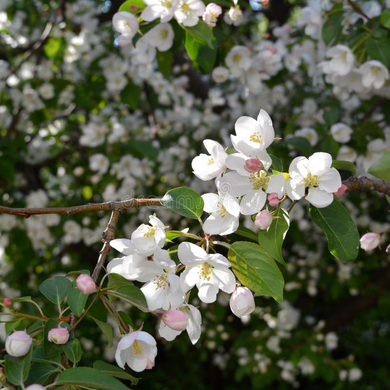 De boombloesem van de appel Branche met witte bloemen stock afbeelding De boombloesem van de appel Branche met witte bloemen stock afbeelding