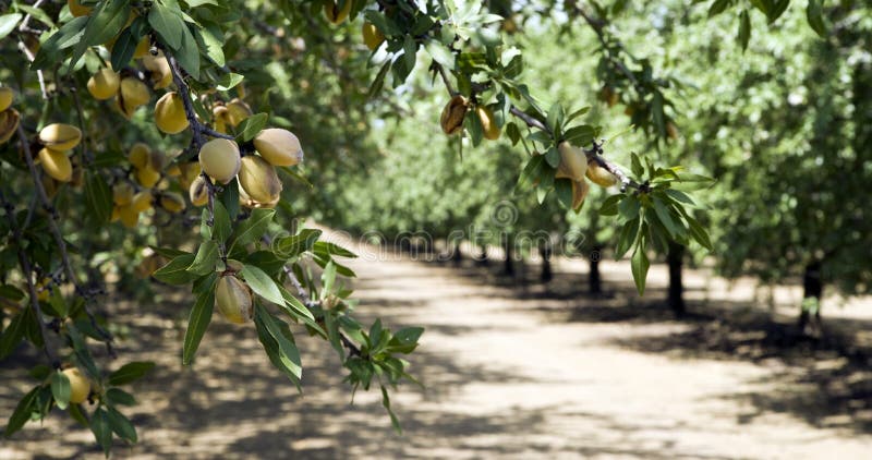 Almond Grove in Rural California. Almond Grove in Rural California