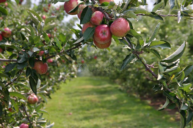 Apples ready to pick from the orchard. Apples ready to pick from the orchard