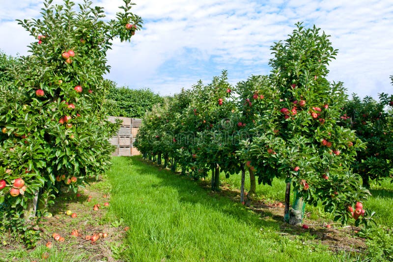 Apple orchard.View on the apple trees. Apple orchard.View on the apple trees.