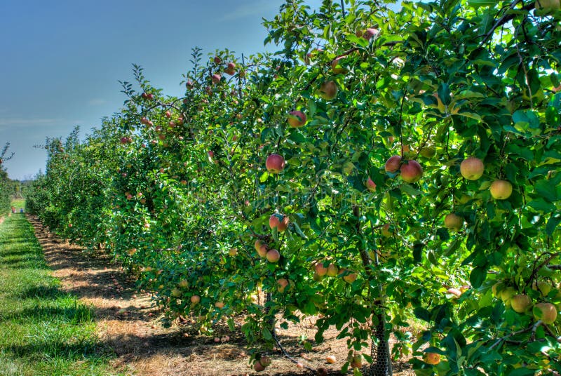 A high dynamic range image of an apple orchard during autumn. A high dynamic range image of an apple orchard during autumn