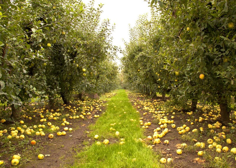 Apple Orchard in the fall. Apple Orchard in the fall