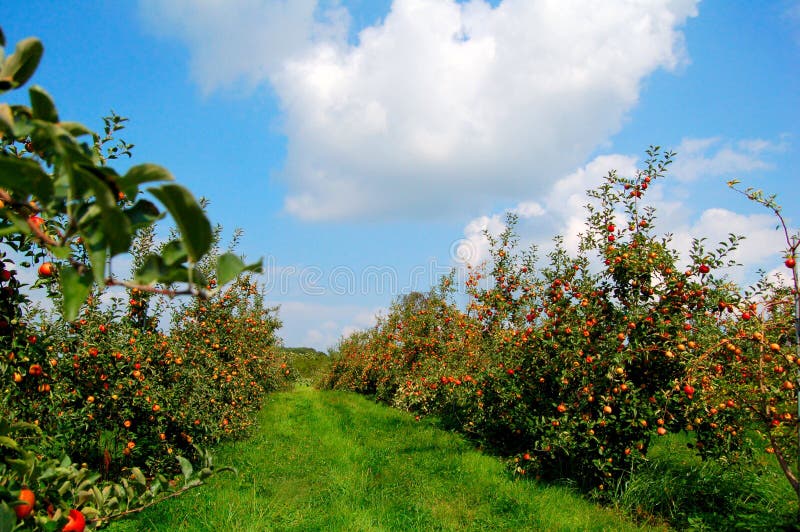 Apple orchard, clear day. Apple orchard, clear day