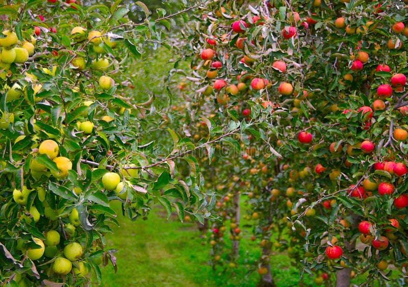 Apple orchard with green and red apples. Apple orchard with green and red apples