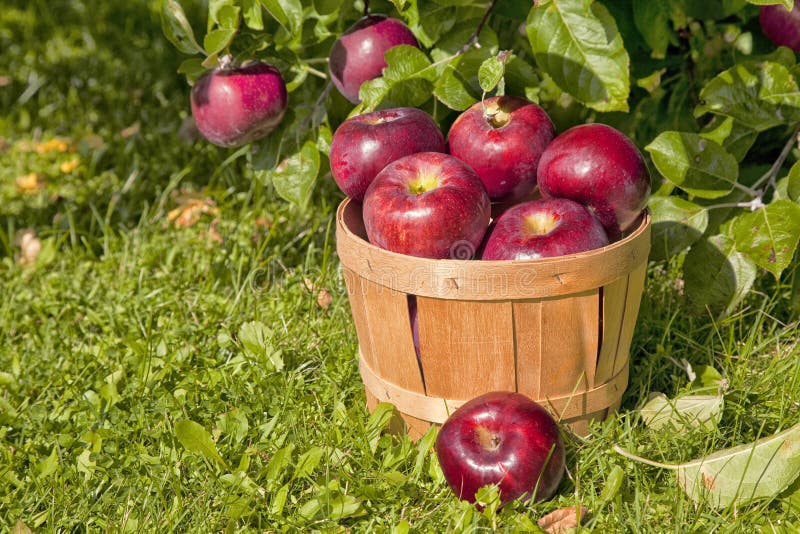 Views of a farm apple orchard in the fall. Views of a farm apple orchard in the fall.