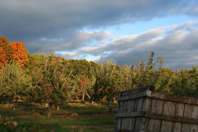 An Apple Orchard at dusk. An Apple Orchard at dusk.