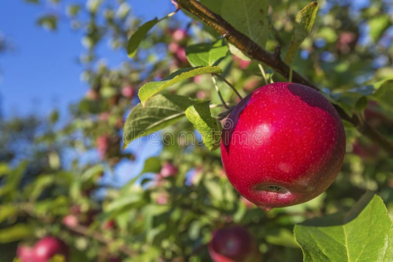 Trees with ripe red apples in a farm's apple orchard. Trees with ripe red apples in a farm's apple orchard.