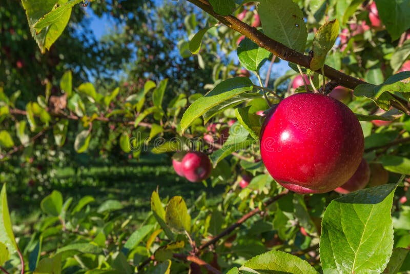 Fresh apple ripe for the picking in a commercial apple orchard. Fresh apple ripe for the picking in a commercial apple orchard.