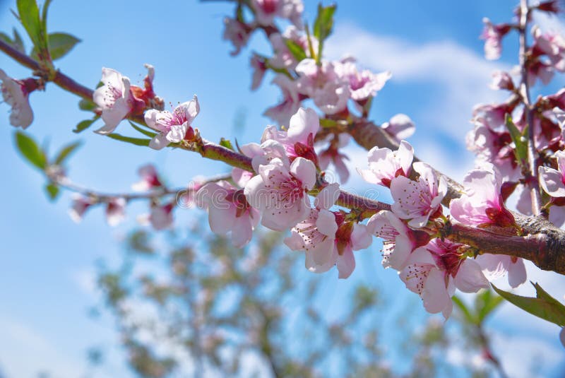 Apple orchard. Blossom tree over nature background. Spring flowers. Spring Background, against a blue sky background. Apple orchard. Blossom tree over nature background. Spring flowers. Spring Background, against a blue sky background.